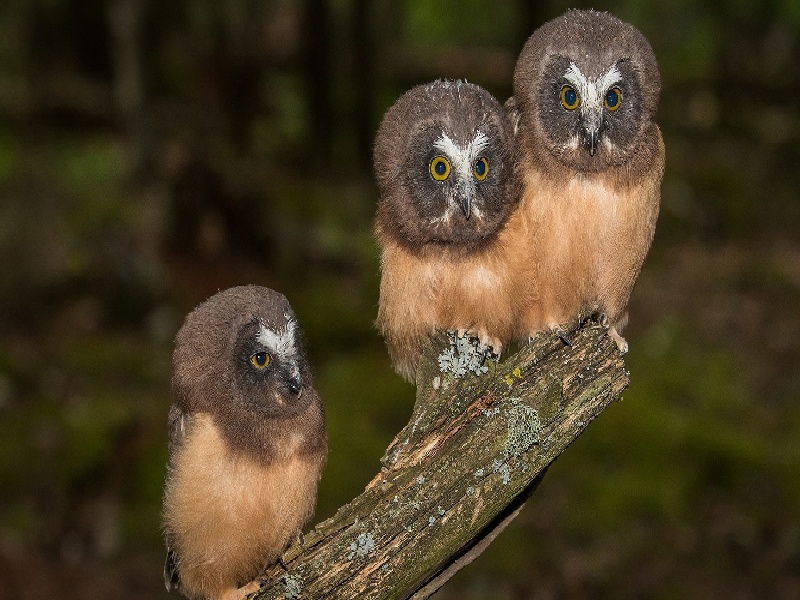 南京试管做几代好,2024年南京高姐试管之家（夫妻做完试管后去世）